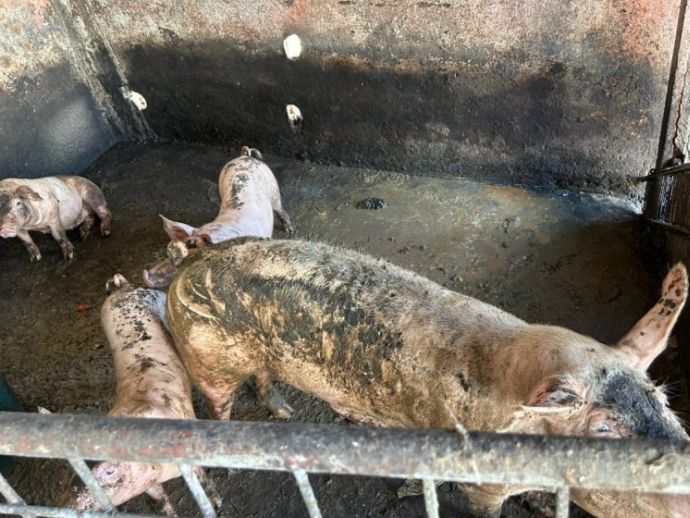 Fiscaliza&ccedil;&atilde;o desativa pocilga clandestina e apreende porcos no Mercado da Produ&ccedil;&atilde;o