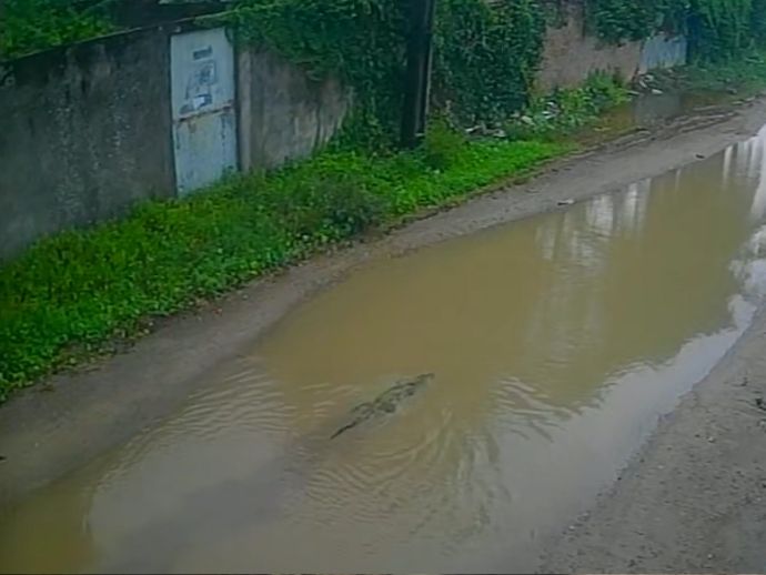 Jacar&eacute; aparece nadando em po&ccedil;a ap&oacute;s chuvas em Jaboat&atilde;o. Assista!