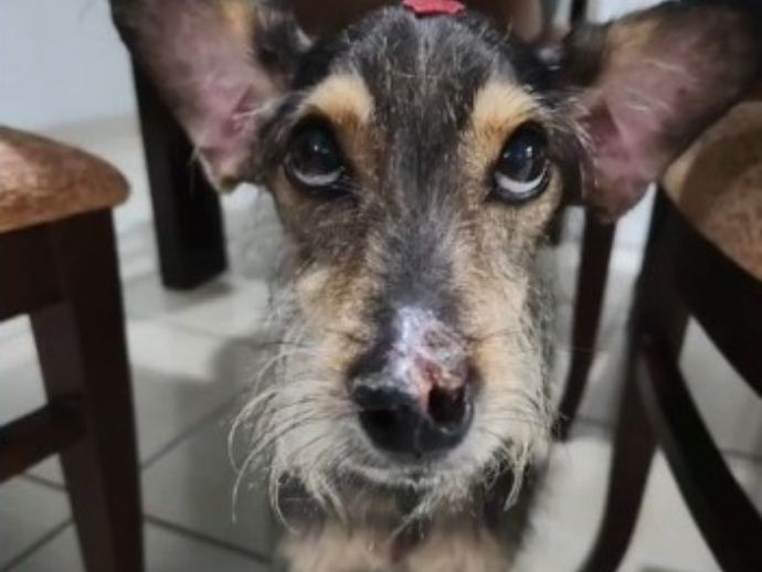 Tutora pede ajuda para custear tratamento de cachorro contra Leishmaniose