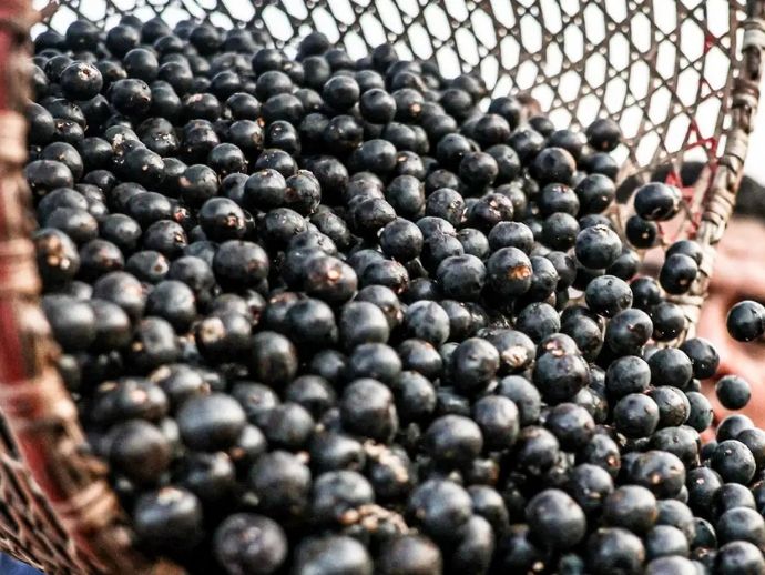 China libera importa&ccedil;&atilde;o de polpas e frutas congeladas do Brasil