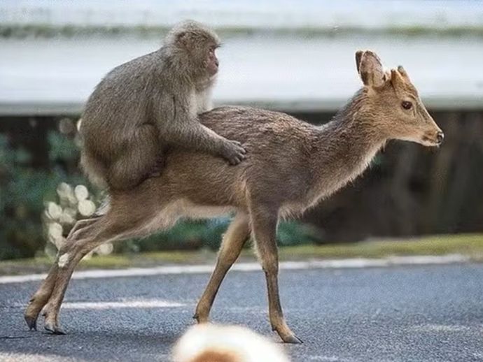 Estudo internacional investiga se macacos podem &lsquo;adotar&rsquo; outros animais