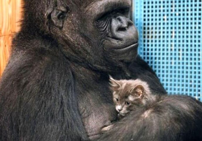 Estudo internacional investiga se macacos podem ‘adotar’ outros animais