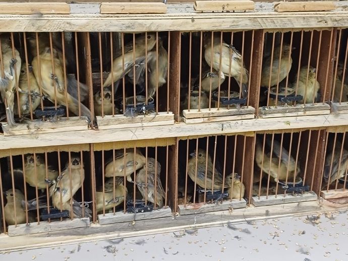PRF resgata 584 animais silvestres transportados em caminhonete em Iati