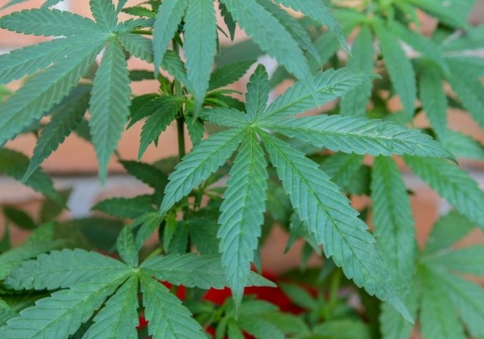 Autorizações para importação de cannabis aumentam em 29% em 2026