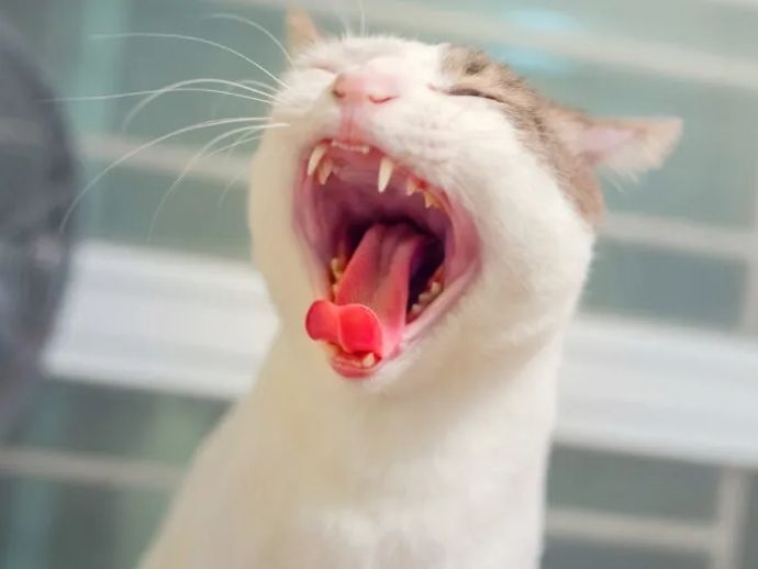 Veja algumas formas caseiras para tratar gengivite em gatos 