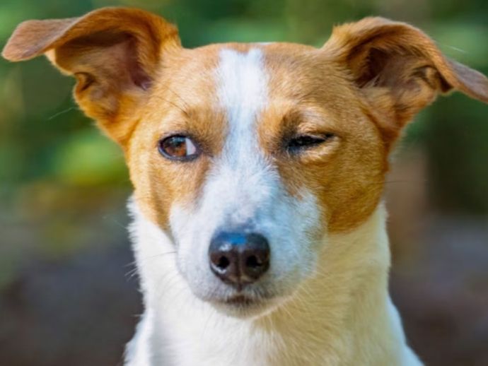 Cachorros podem usar piscadas como forma de interagir com tutores