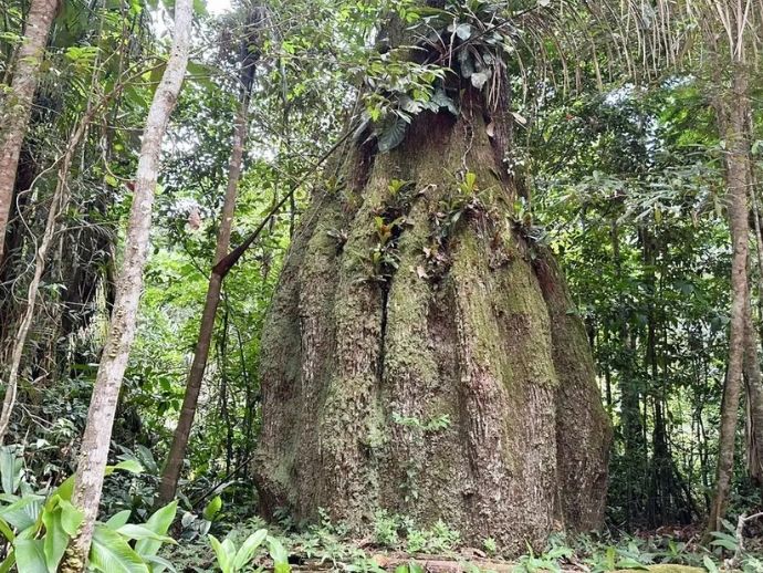 Lula cria quatro reservas sustent&aacute;veis no Amazonas e amplia parque no Piau&iacute;