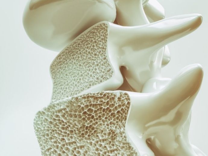 Tratamento da osteoporose pode ganhar novo alvo ap&oacute;s descoberta 