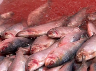 Anvisa determina recolhimento de lote de sardinha congelada contaminada por salmonela