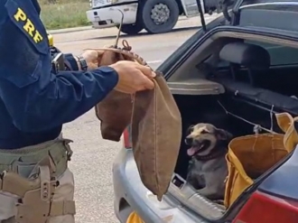 Tatus e cachorro s&atilde;o resgatados de situa&ccedil;&atilde;o de maus-tratos em Serra Talhada