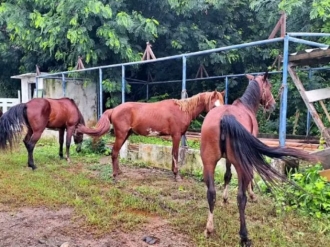 Cavalos s&atilde;o apreendidos em &aacute;rea de prote&ccedil;&atilde;o ambiental, em Fernando de Noronha