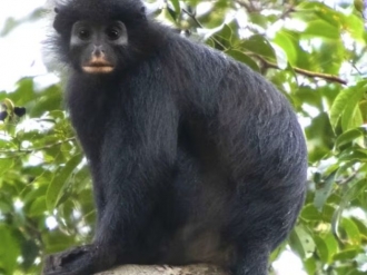 Macaco de l&aacute;bios alaranjados &eacute; reconhecido como nova esp&eacute;cie