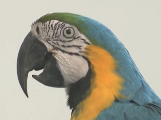 Arara resgatada do tr&aacute;fico refor&ccedil;a alerta contra com&eacute;rcio ilegal de animais