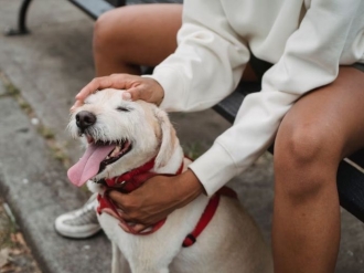C&atilde;es conseguem distinguir raiva, medo e alegria em humanos, revela estudo