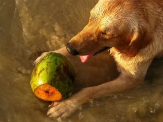 Cachorros podem beber &aacute;gua de coco em pequenas quantidades; entenda