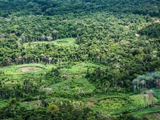 Pesquisa une saber ind&iacute;gena e ci&ecirc;ncia para mapear biodiversidade na Amaz&ocirc;nia