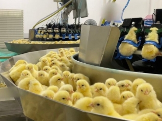 Investiga&ccedil;&atilde;o denuncia morte de 35 mil pintinhos machos em um &uacute;nico dia