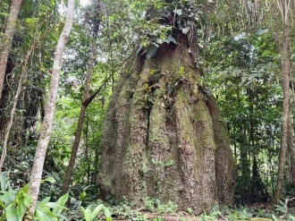Lula cria quatro reservas sustent&aacute;veis no Amazonas e amplia parque no Piau&iacute;