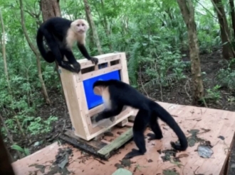 Cientistas instalam IA na floresta para estudar intelig&ecirc;ncia de macacos