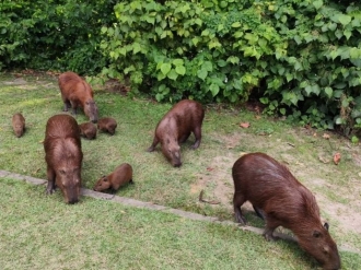 Dia Internacional da Capivara celebra o animal que d&aacute; nome ao Capibaribe