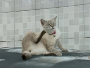 Gatos aparecem mortos pelas ruas de Rio Doce, em Olinda; outros estão desaparecidos