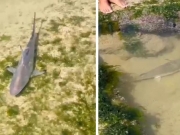 Filhotes de tubar&atilde;o s&atilde;o encontrados na praia de Bras&iacute;lia Teimosa