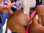 Unidade de Zoonoses realiza feira de vacina&ccedil;&atilde;o e ado&ccedil;&atilde;o de animais em Macei&oacute; 