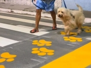 Iniciativa "Patadestre" em Uni&atilde;o dos Palmares visa proteger animais nas vias urbanas