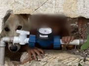 M&atilde;e abandona filho de 2 anos nu com cachorro em casa e &eacute; presa
