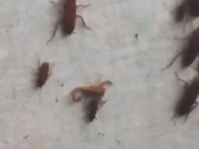 Infestação de escorpiões assusta moradores de comunidade em Paulista