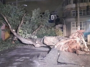 &Aacute;rvore centen&aacute;ria de 10 metros de altura, cai no Centro de Macei&oacute;.