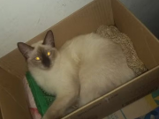 Mulher &eacute; presa em Macei&oacute; por se passar por m&eacute;dica veterin&aacute;ria e causar a morte de gata durante cirurgia de castra&ccedil;&atilde;o