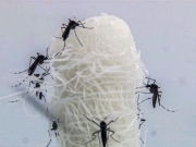 Brasil ultrapassa 5 milh&otilde;es de casos prov&aacute;veis de dengue