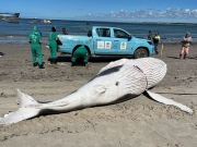Filhote de Baleia Jubarte &eacute; encontrado morto, no Porto de Macei&oacute;.