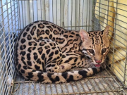 Jaguatirica &eacute; resgatada em estacionamento de supermercado em Uni&atilde;o dos Palmares