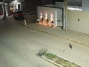 Em Taquaritinga do Norte, crian&ccedil;a de 3 anos &eacute; atacada por raposa 