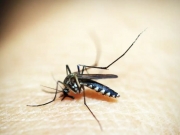 Brasil tem mais de 6,5 milh&otilde;es de casos prov&aacute;veis de dengue este ano 