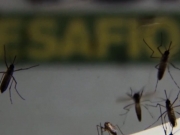 Mulheres gr&aacute;vidas devem refor&ccedil;ar os cuidados para evitar a febre oropouche 