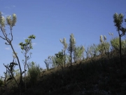 Dia do Cerrado: O bioma &eacute; o segundo mais amea&ccedil;ado no pa&iacute;s