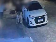 Olinda: Idoso de 69 anos &eacute; morto por c&atilde;o da ra&ccedil;a pitbull
