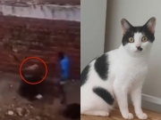 Gata é encontrada morta e com sinais de enforcamento em Candeias