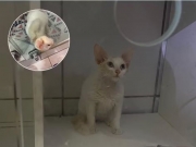 Gato preso em estrutura de vidro de cl&iacute;nica veterin&aacute;ria no centro de Macei&oacute; &eacute; resgatado pelo Corpo de Bombeiros