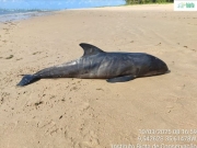 Filhote de golfinho &eacute; encontrado morto em praia de Ipioca