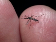 Alagoas anuncia queda nos casos de dengue nos primeiros meses do ano