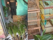 PF investiga com&eacute;rcio ilegal de plantas amea&ccedil;adas de extin&ccedil;&atilde;o 