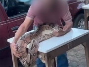 Homem é detido após levar uma cobra jiboia a um bar no Agreste