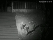 Unidade da Compesa de Ipojuca é depredada e assaltada nesta quarta-feira (16)