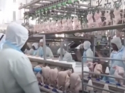 Brasil bate recorde na exporta&ccedil;&atilde;o de carne de frango e refor&ccedil;a lideran&ccedil;a global
