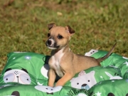 Macei&oacute; oferece RG gratuito para c&atilde;es e gatos com cadastro online ou presencial