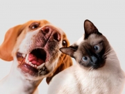 RG Animal: Macei&oacute; realiza cadastro gratuito para identifica&ccedil;&atilde;o de pets nesta quarta (28)